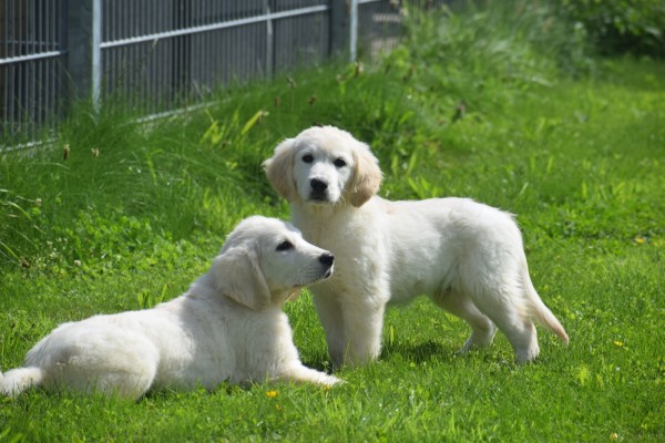 Retriever Golden (reu) 02923