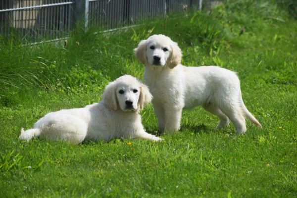 Retriever Golden (reu) 02923