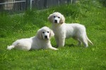 Retriever Golden (reu) 02923