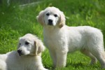 Retriever Golden (reu) 02923