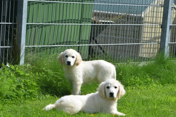 Retriever Golden (reu) 19180