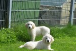 Retriever Golden (reu) 19180
