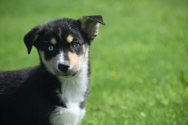 Australische herder x Husky (teef) 44785