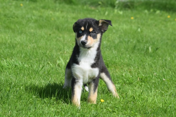 Australische herder x Husky (teef) 44785