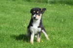 Australische herder x Husky (teef) 44785
