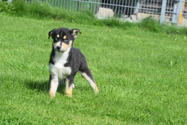 Australische herder x Husky (teef) 44785