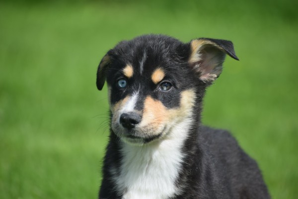 Australische herder x Husky (teef) 44785