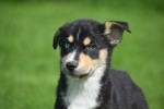 Australische herder x Husky (teef) 44785