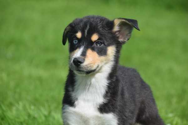 Australische herder x Husky (teef) 44785