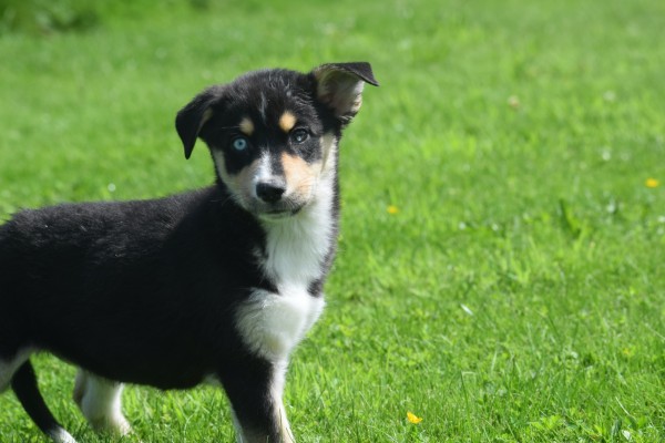 Australische herder x Husky (teef) 44785