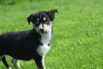 Australische herder x Husky (teef) 44785
