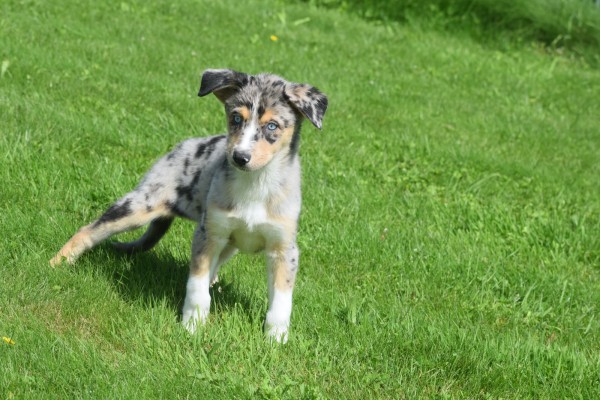 Australische herder x Husky (teef) 44615