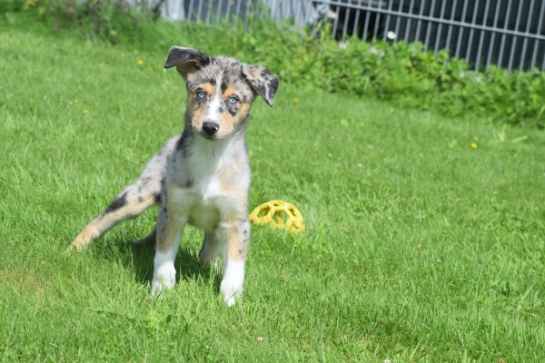 Australische herder x Husky (teef) 44615