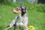 Australische herder x Husky (teef) 44615