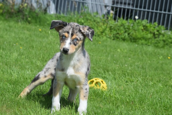 Australische herder x Husky (teef) 44615
