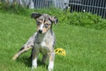 Australische herder x Husky (teef) 44615