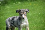 Australische herder x Husky (teef) 44615