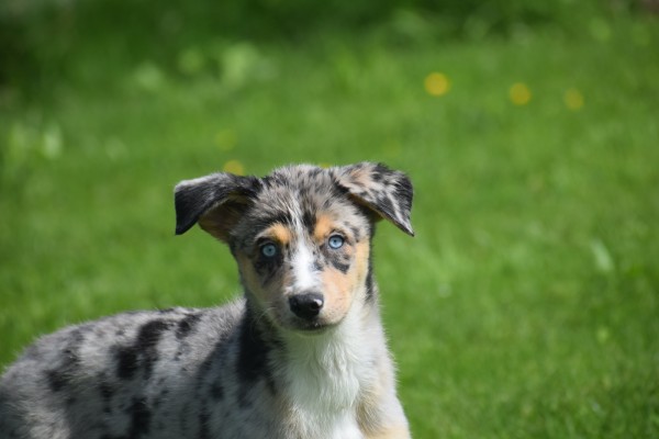 Australische herder x Husky (teef) 44615