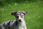 Australische herder x Husky (teef) 44615