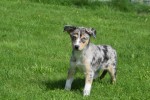 Australische herder x Husky (teef) 44615
