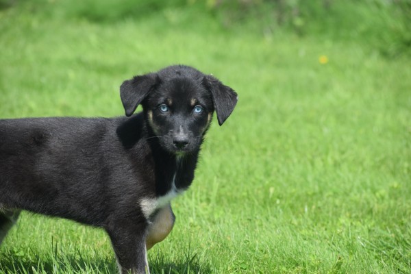 Australische herder x Husky (reu) 44235