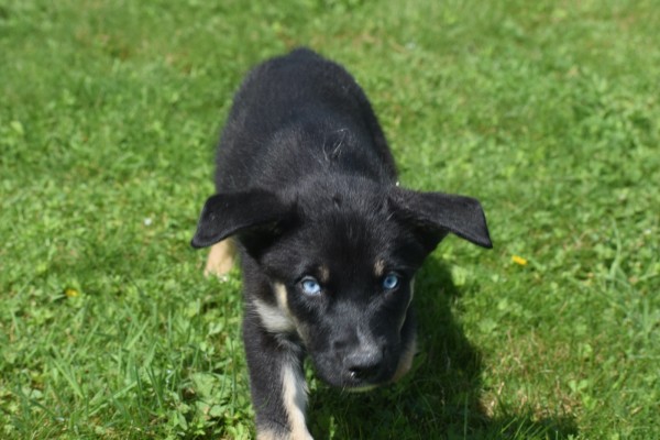 Australische herder x Husky (reu) 44235