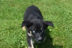Australische herder x Husky (reu) 44235