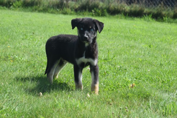 Australische herder x Husky (reu) 44235