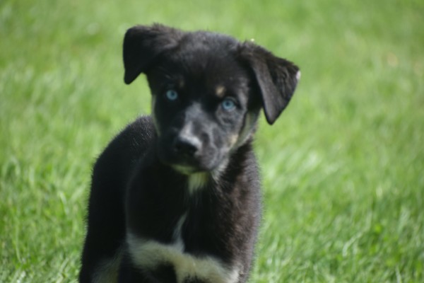 Australische herder x Husky (reu) 44235