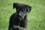Australische herder x Husky (reu) 44235