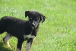 Australische herder x Husky (reu) 44235