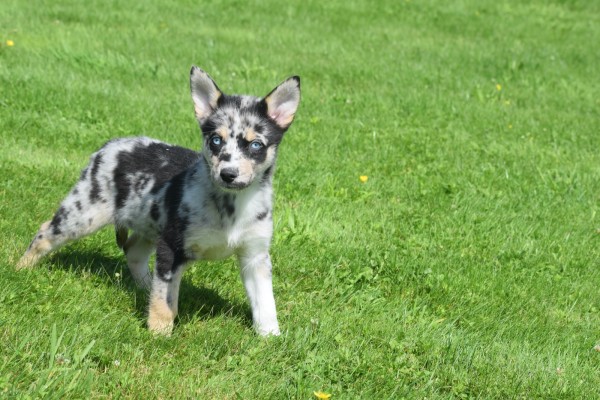 Australische herder x Husky (teef) 44222