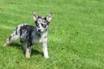 Australische herder x Husky (teef) 44222
