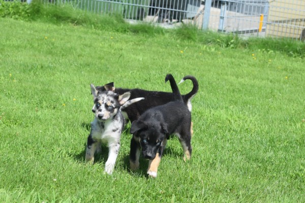 Australische herder x Husky (teef) 44222