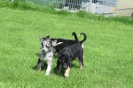 Australische herder x Husky (teef) 44222