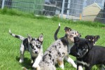 Australische herder x Husky (teef) 44222