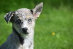Australische herder x Husky (teef) 44662