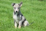 Australische herder x Husky (teef) 44662