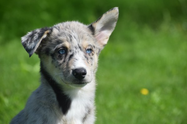 Australische herder x Husky (teef) 44662