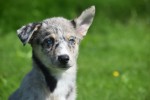 Australische herder x Husky (teef) 44662
