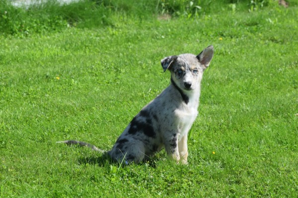 Australische herder x Husky (teef) 44662