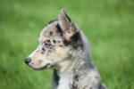 Australische herder x Husky (teef) 44662
