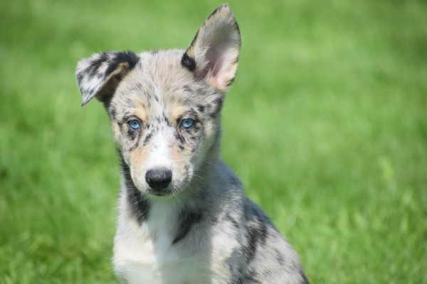 Australische herder x Husky (teef) 44662