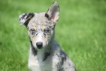 Australische herder x Husky (teef) 44662