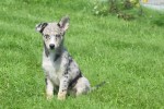 Australische herder x Husky (teef) 44662