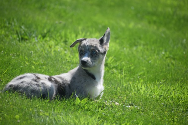 Australische herder x Husky (teef) 44662