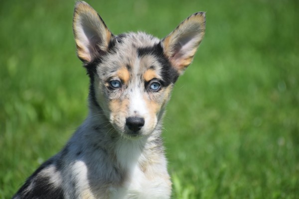 Australische herder x Husky (teef) 44386