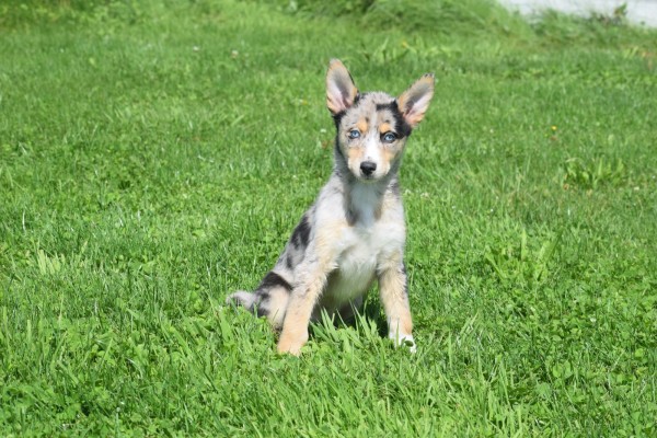 Australische herder x Husky (teef) 44386