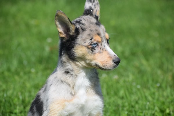 Australische herder x Husky (teef) 44386