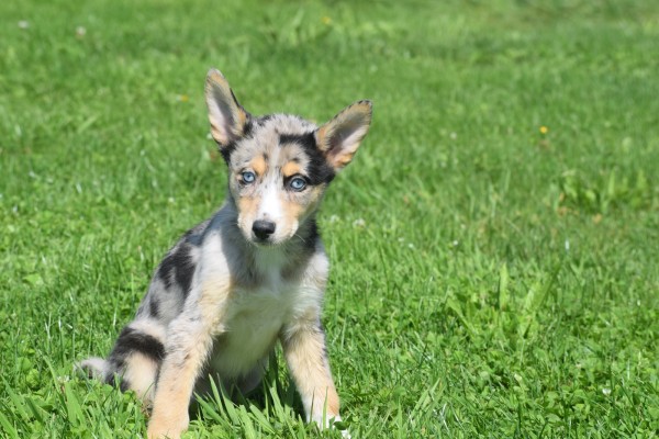 Australische herder x Husky (teef) 44386